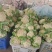 【精品】花菜〔青梗白面〕大量上市商超品质供应全国