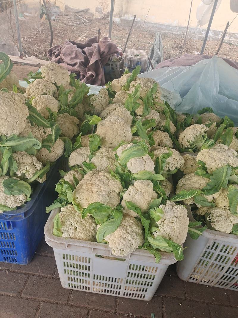 【精品】花菜〔青梗白面〕大量上市商超品质供应全国