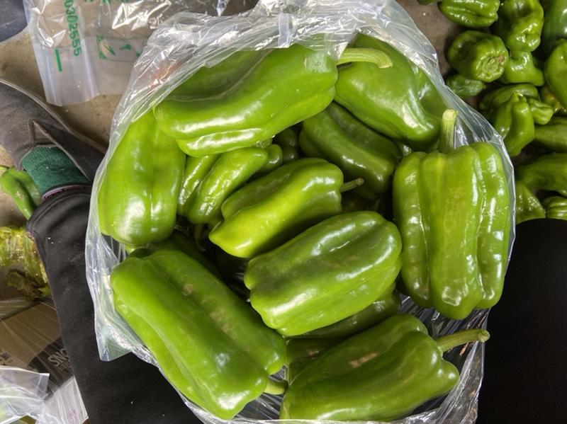 精品太空椒现已经大量上市。阮双蔬菜合作社，精品甜椒。