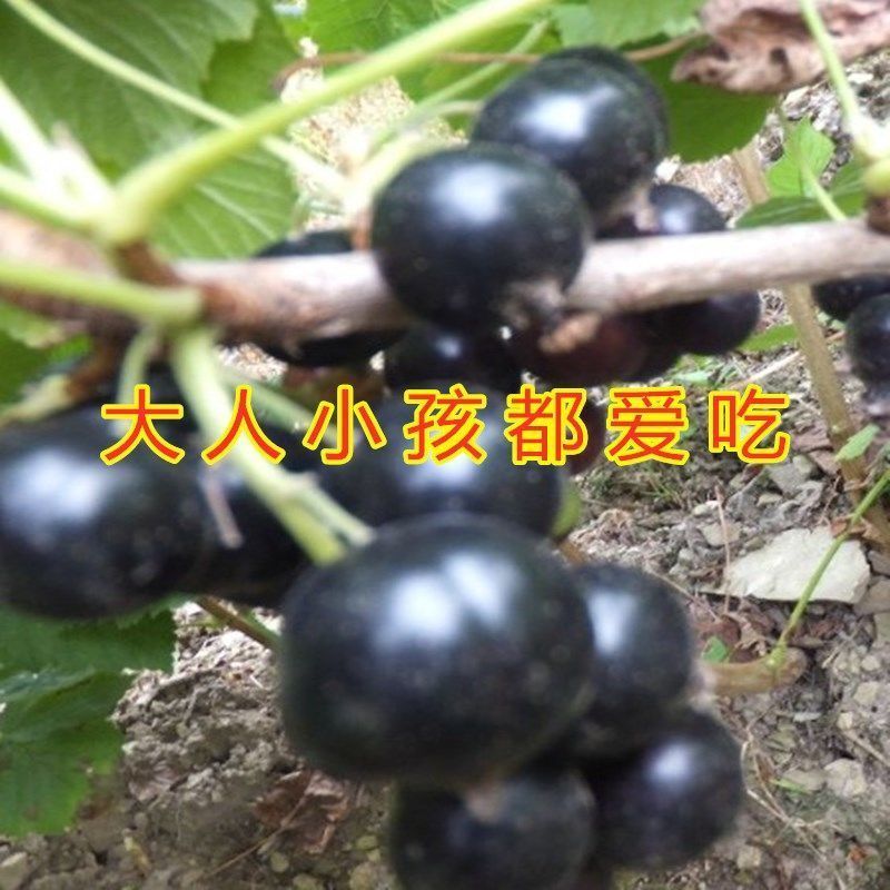 树葡萄黑加仑苗当年结果保证成活签约保真