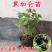 树葡萄黑加仑苗当年结果保证成活签约保真