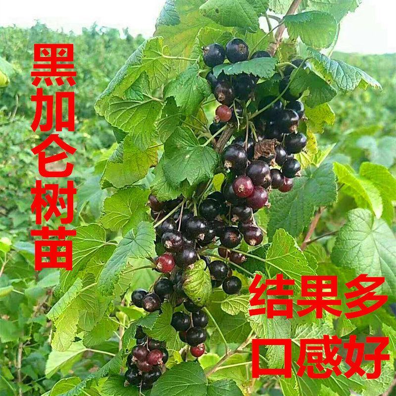 树葡萄黑加仑苗当年结果保证成活签约保真