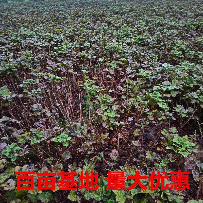 树葡萄黑加仑苗当年结果保证成活签约保真