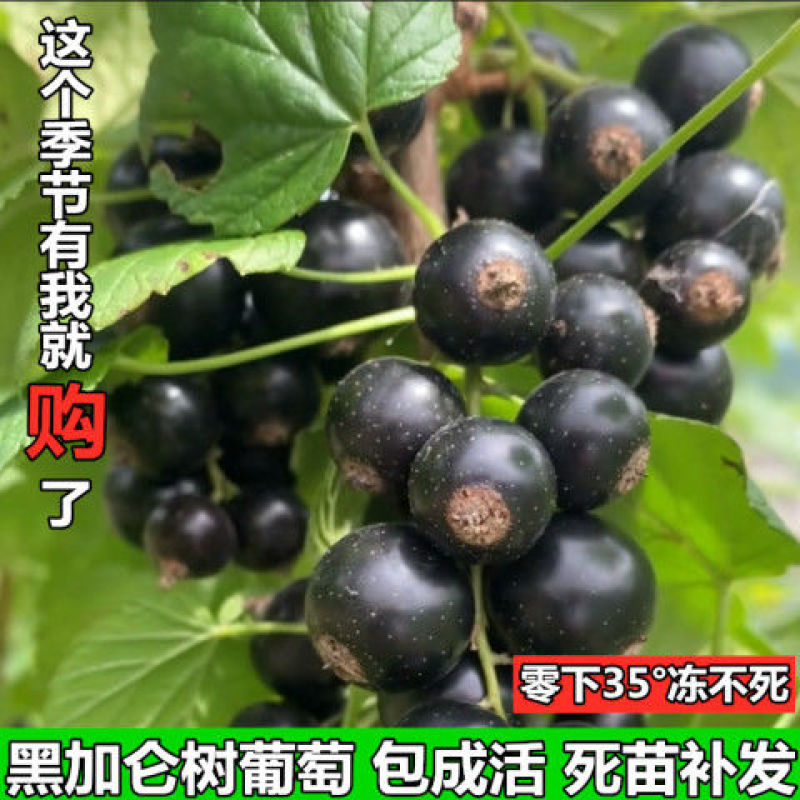 树葡萄黑加仑苗当年结果保证成活签约保真