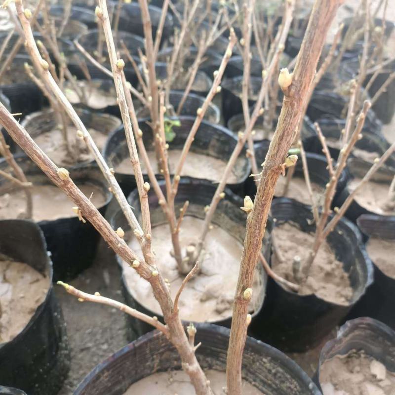 树葡萄黑加仑苗当年结果保证成活签约保真