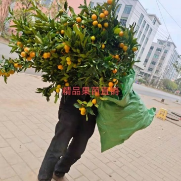 金钱桔果树果苗，绿化造型，信用第一，品质保证