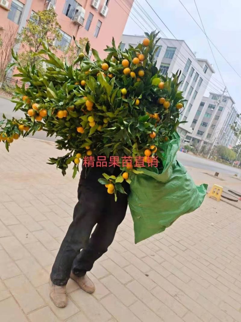 金钱桔果树果苗，绿化造型，信用第一，品质保证