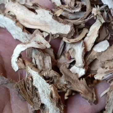 云南野生中药材石菖蒲石昌蒲正品石菖蒲非水菖蒲500