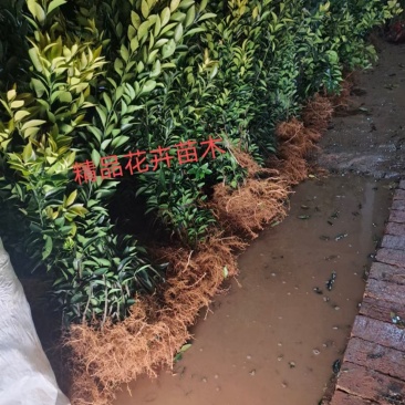 ，沙糖桔果树果苗绿化，造型，信用第一