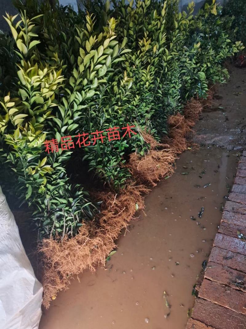 ，沙糖桔果树果苗绿化，造型，信用第一
