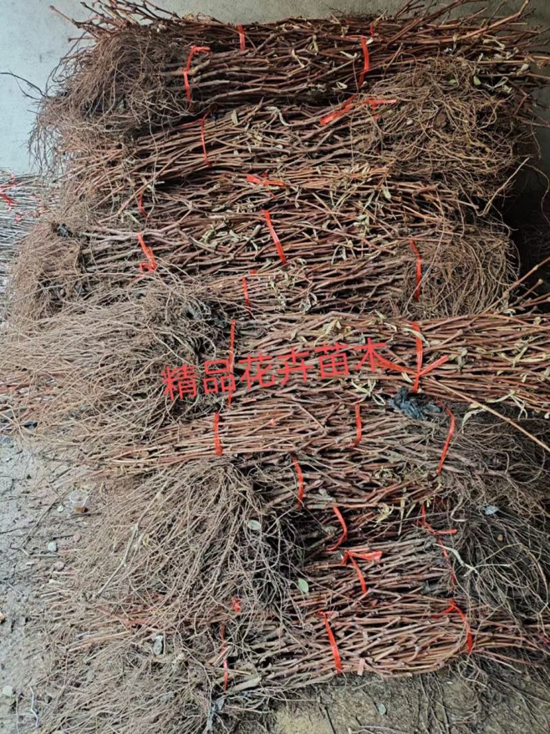，沙糖桔果树果苗绿化，造型，信用第一