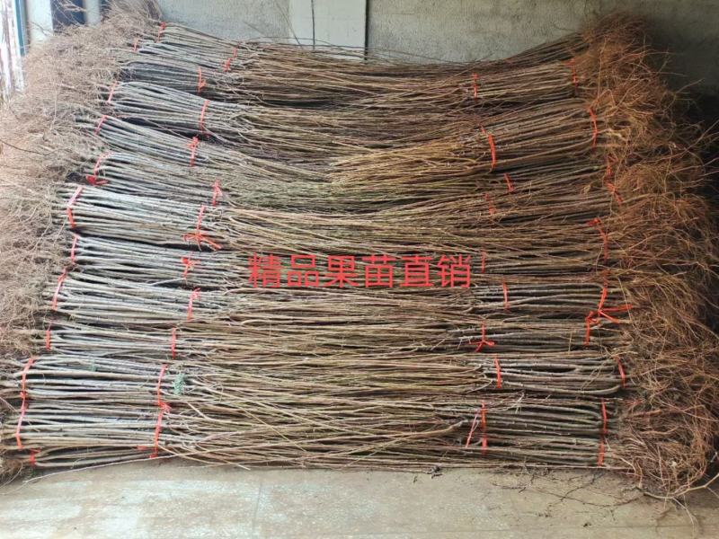 ，沙糖桔果树果苗绿化，造型，信用第一