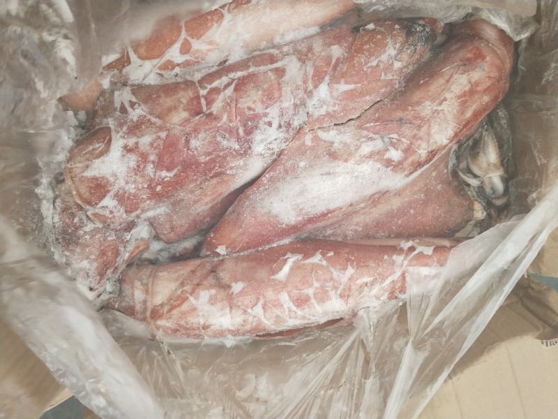 红鱿鱼火箭鱿鱼船冻品质优混级质量优