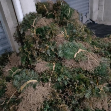 果树果苗，绿化造型，苗木观灌木