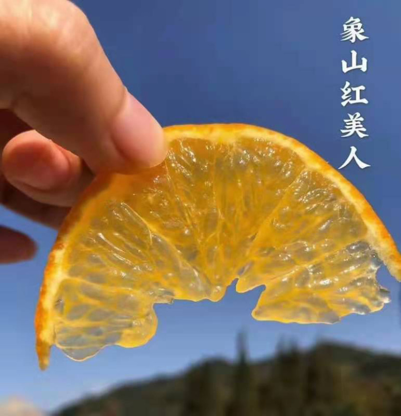 象山黄美人橘苗，正宗粗壮，货源充足，保湿邮寄，保质保量！