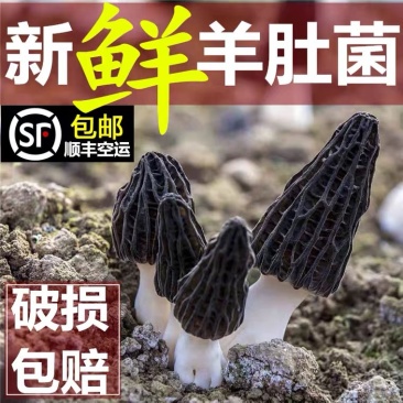 四川羊肚菌鲜货500g一件代发顺丰空运新鲜羊肚菌不包邮