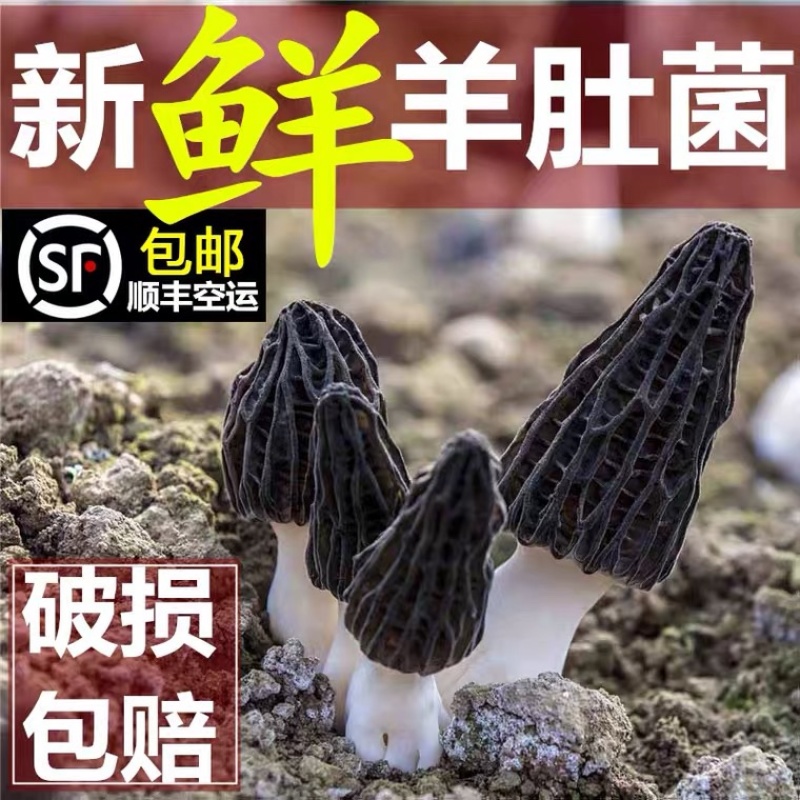 四川羊肚菌鲜货500g一件代发顺丰空运新鲜羊肚菌不包邮