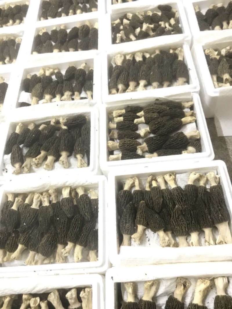 四川羊肚菌鲜货500g一件代发顺丰空运新鲜羊肚菌不包邮