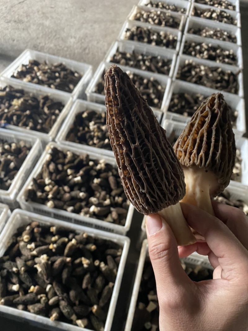 四川羊肚菌鲜货500g一件代发顺丰空运新鲜羊肚菌不包邮