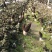 四川羊肚菌鲜货500g一件代发顺丰空运新鲜羊肚菌不包邮