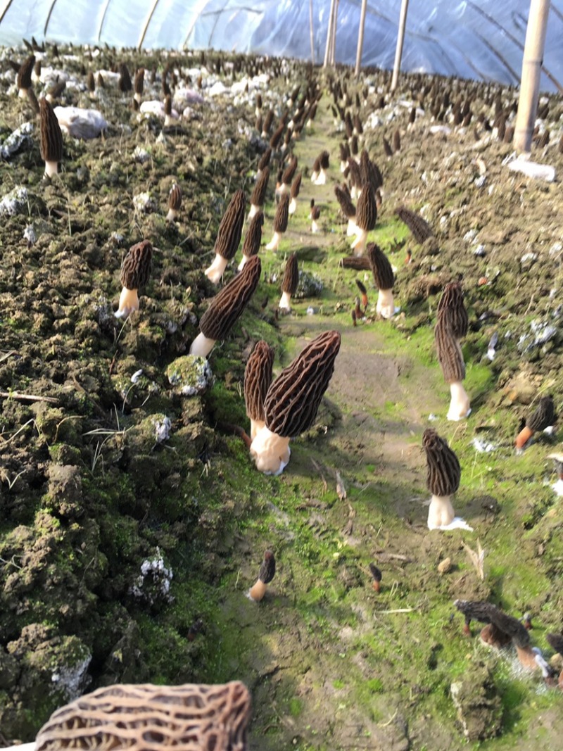 四川羊肚菌鲜货500g一件代发顺丰空运新鲜羊肚菌不包邮
