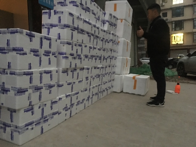 四川羊肚菌鲜货500g一件代发顺丰空运新鲜羊肚菌不包邮