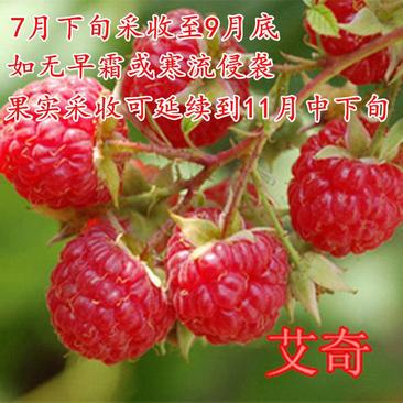 双季树莓苗当年结果红黄黑树莓苗盆栽地栽南北方种植保真
