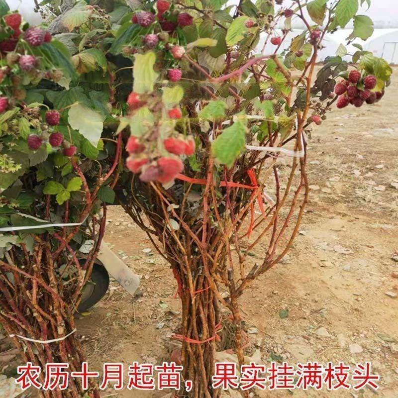 双季树莓苗当年结果红黄黑树莓苗盆栽地栽南北方种植保真