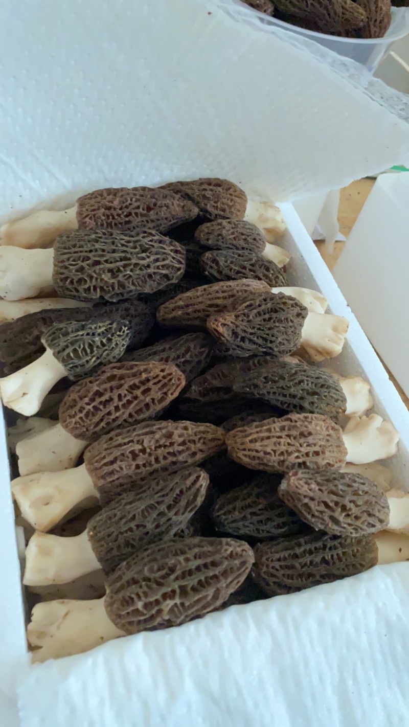 四川羊肚菌鲜货500g一件代发顺丰空运新鲜羊肚菌不包邮