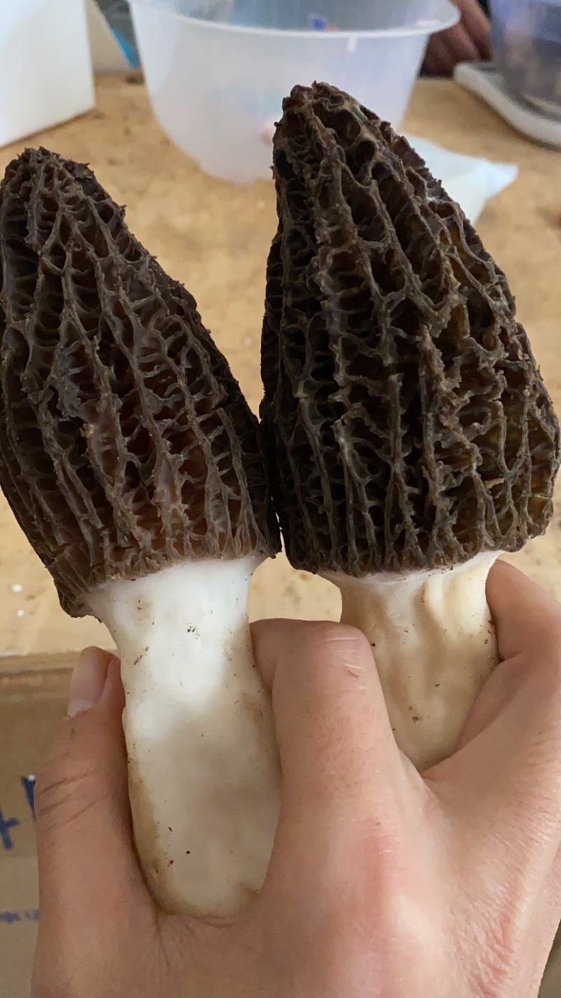 四川羊肚菌鲜货500g一件代发顺丰空运新鲜羊肚菌不包邮