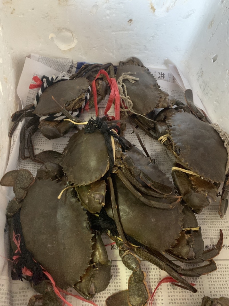 青蟹，三门青蟹，膏蟹，斯里兰卡青蟹。美丽
