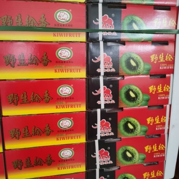 徐香猕猴桃板盒大量走货