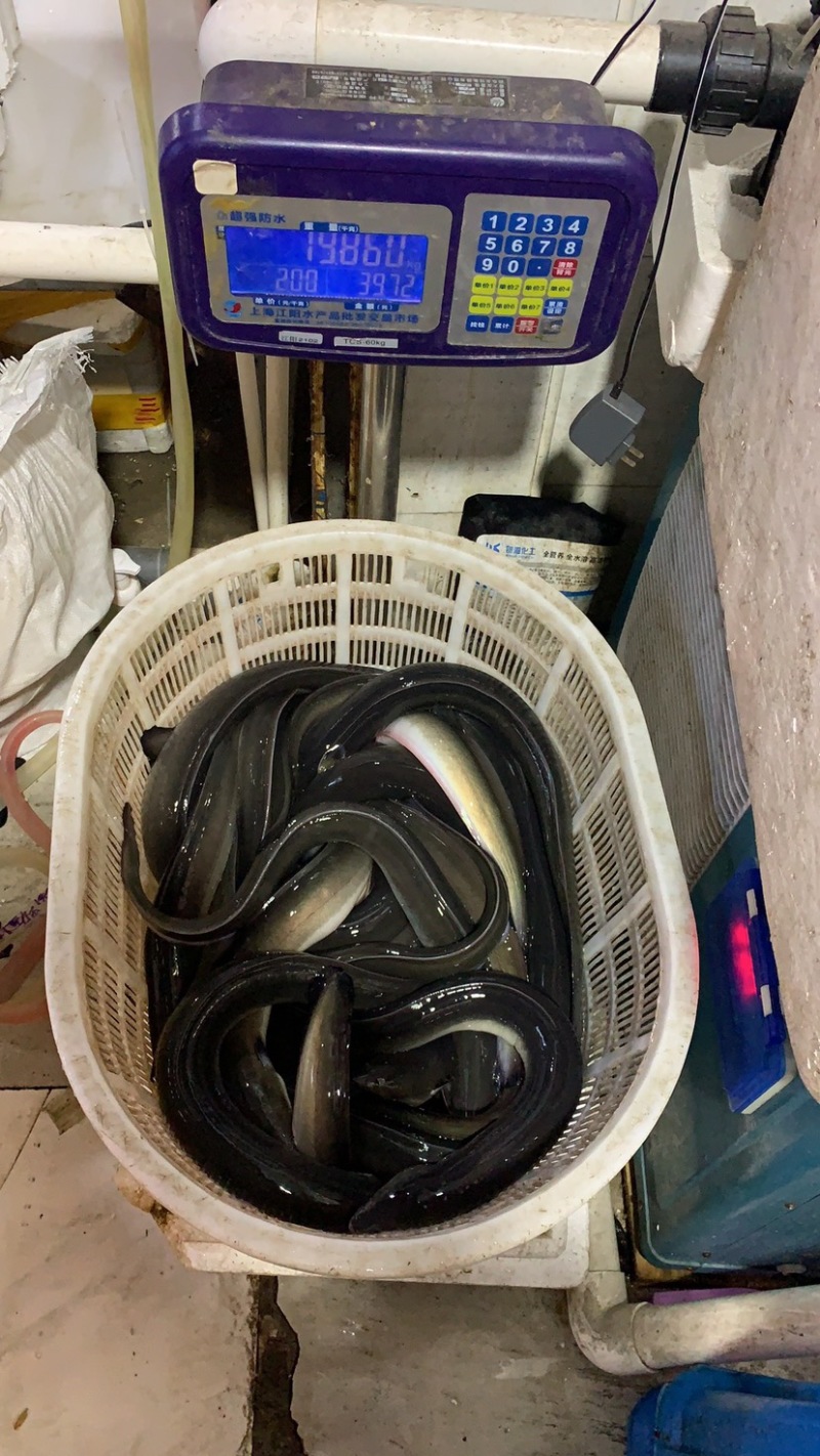 活鳗鱼，河鳗，白鳝，欧洲鳗，白鳗，海鳗！