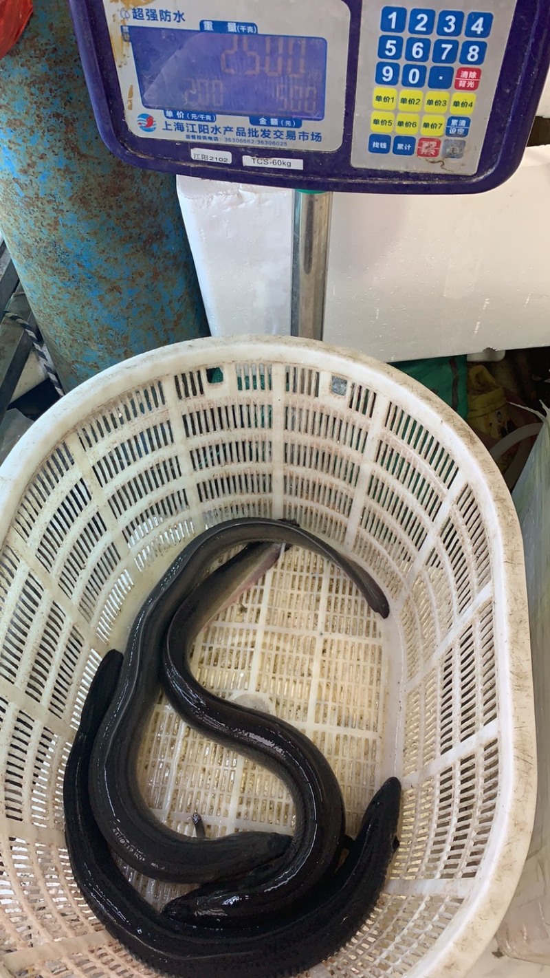 活鳗鱼，河鳗，白鳝，欧洲鳗，白鳗，海鳗！