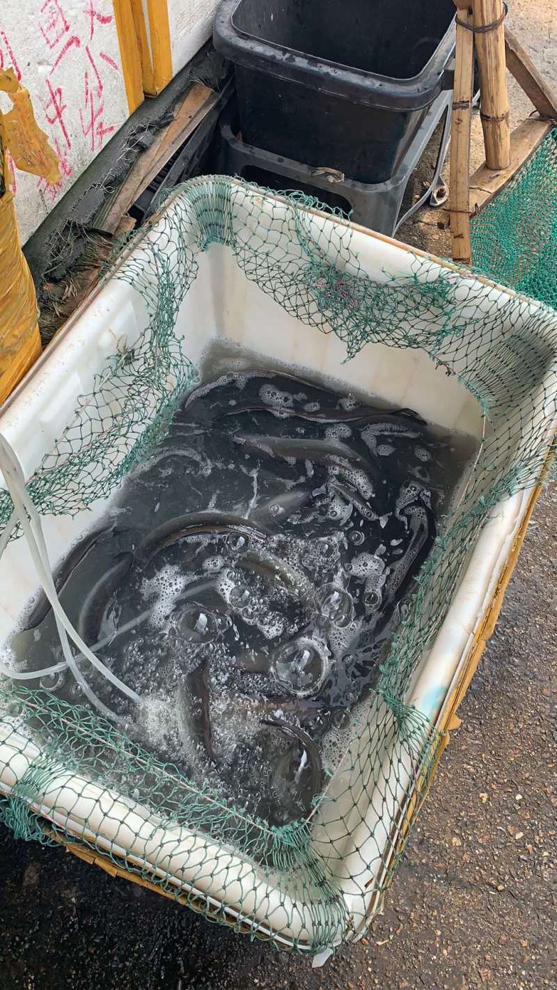 活鳗鱼，河鳗，白鳝，欧洲鳗，白鳗，海鳗！