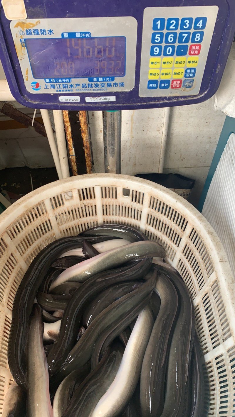 活鳗鱼，河鳗，白鳝，欧洲鳗，白鳗，海鳗！