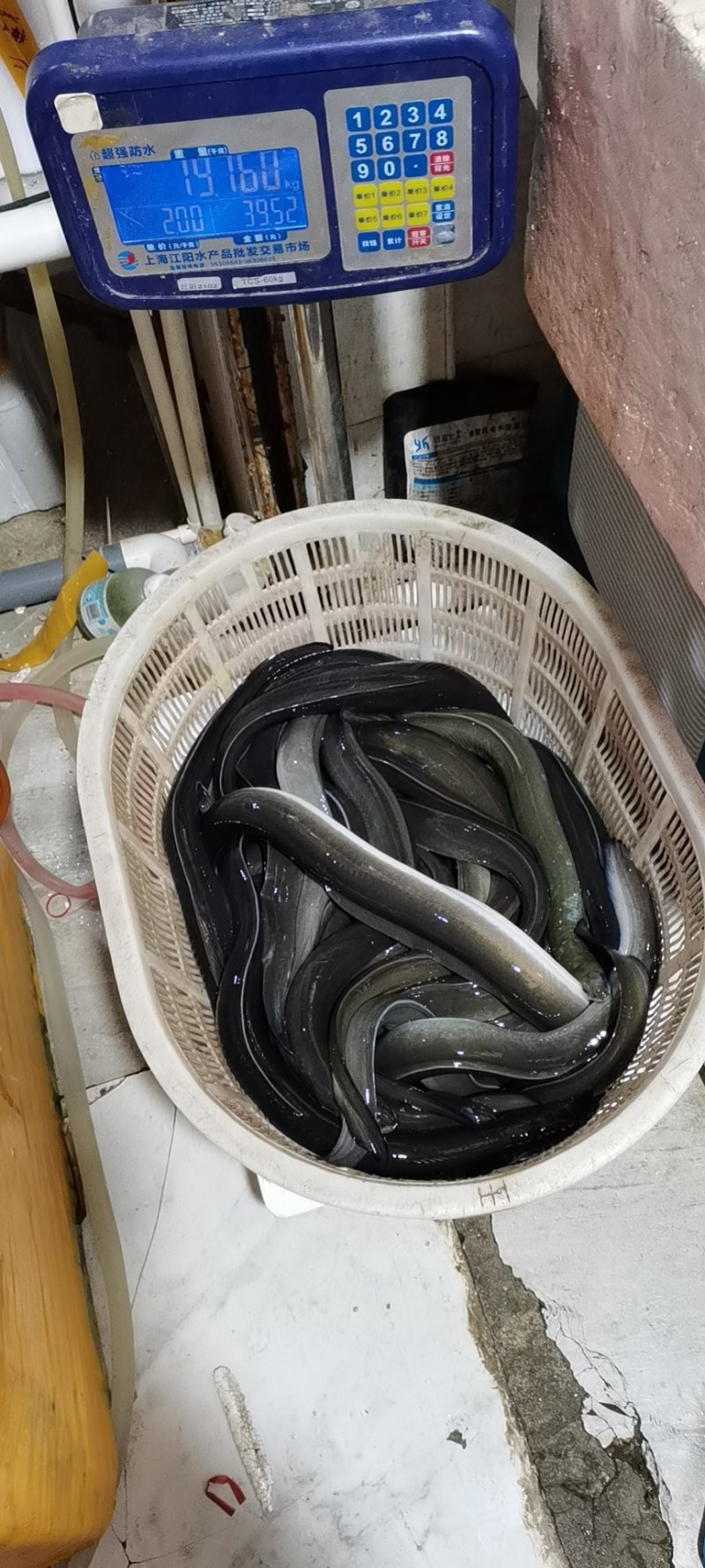活鳗鱼，河鳗，白鳝，欧洲鳗，白鳗，海鳗！