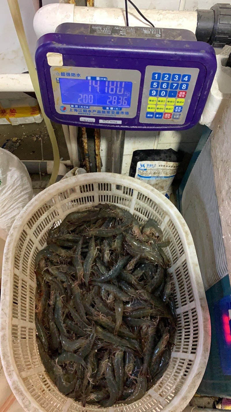 基围虾，基围虾好养！