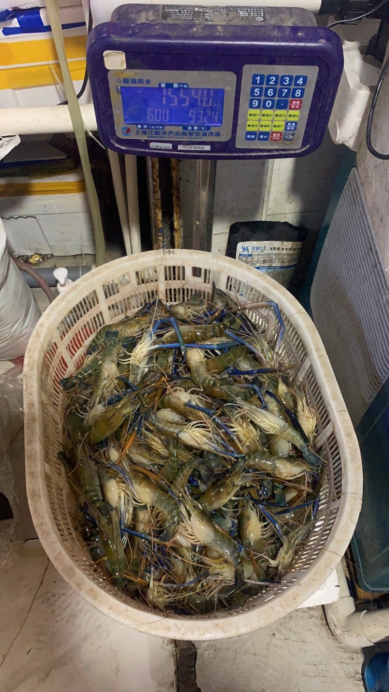 罗氏虾，大头虾，一斤10头，肉质饱满。好吃！