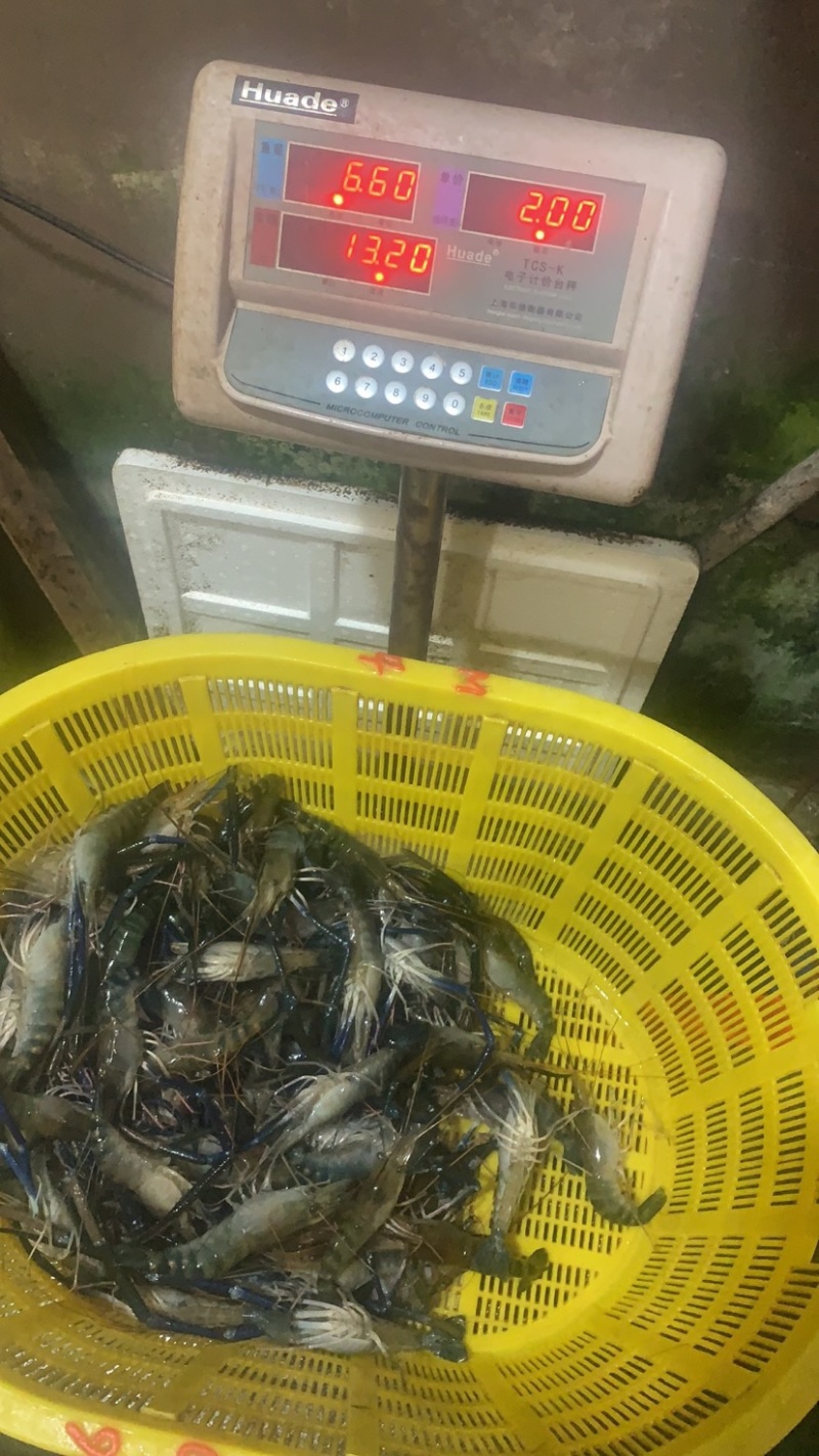 罗氏虾，大头虾，一斤10头，肉质饱满。好吃！