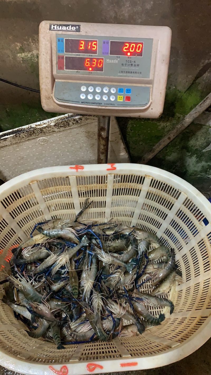 罗氏虾，大头虾，一斤10头，肉质饱满。好吃！
