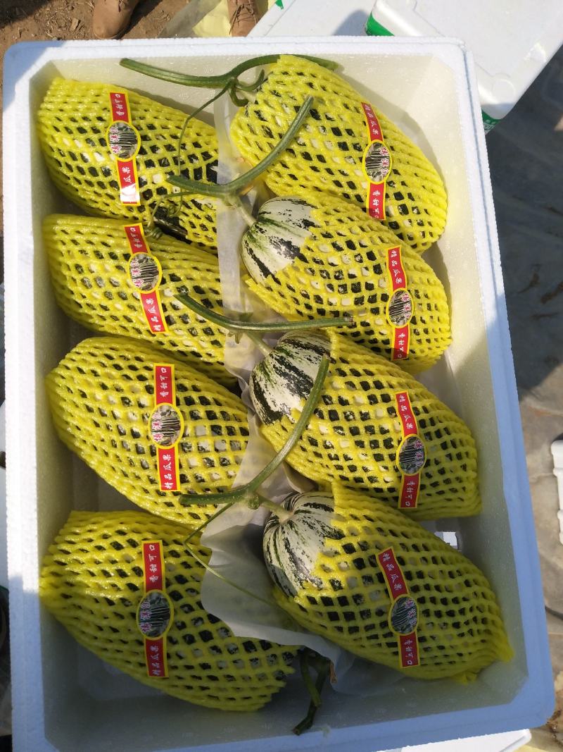 羊角蜜甜瓜，新鲜采摘，产地直供，专供市场，超市，电商，