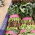 精品菠菜大量上市，欢迎全国各地新老客户前来收购