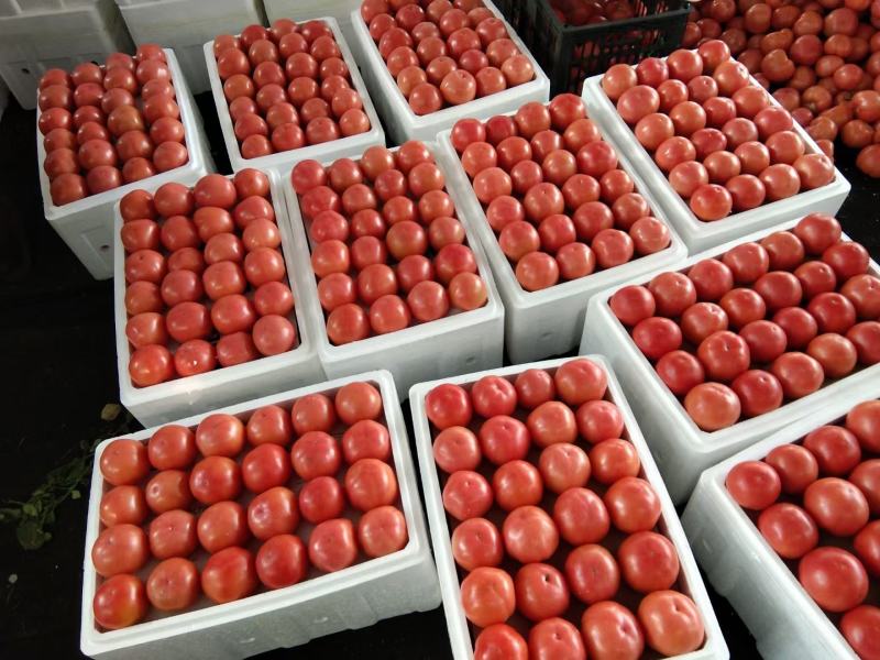 腾达果蔬代发西红柿量大价格稳定欢迎来电咨询