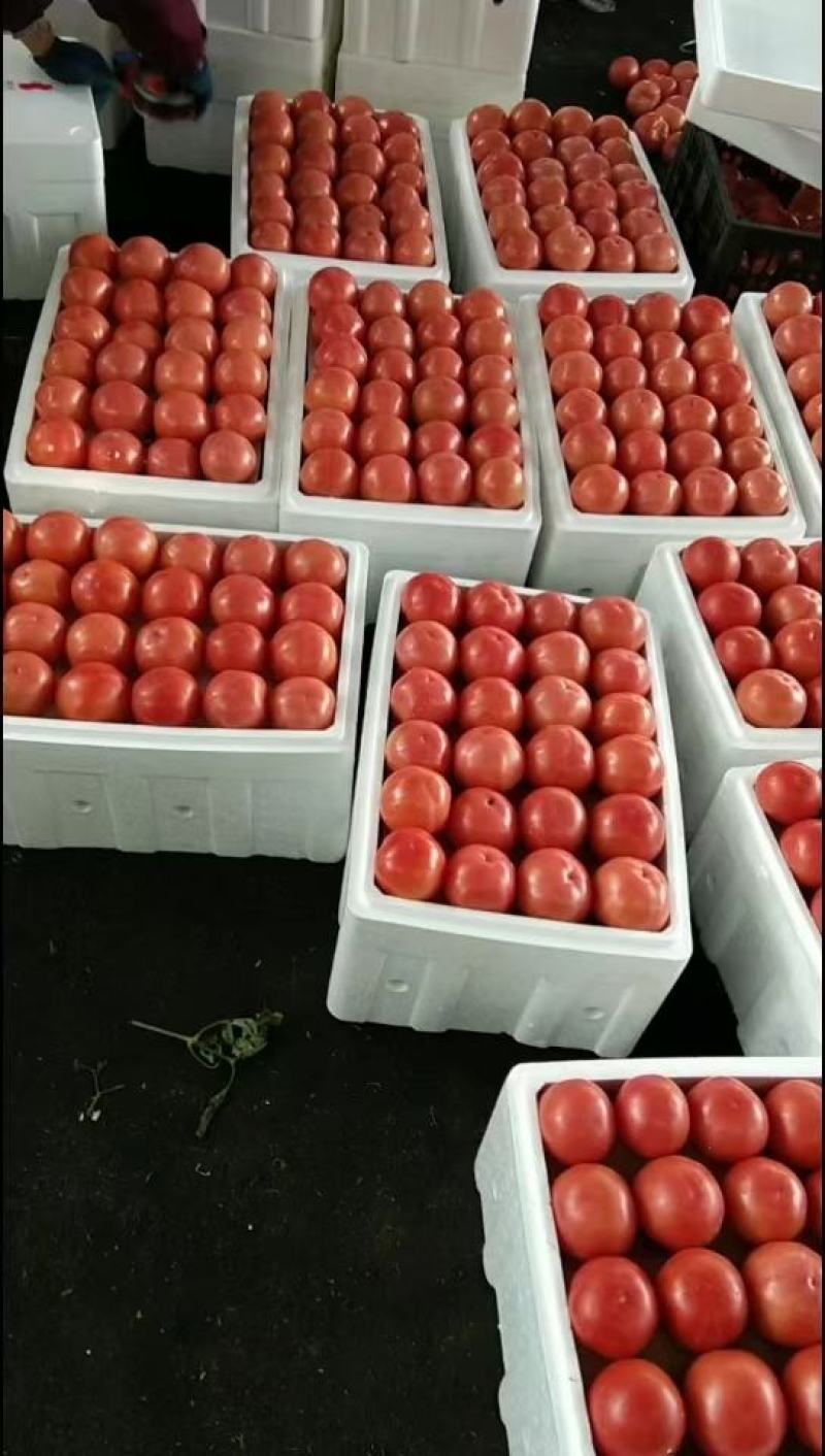 腾达果蔬代发西红柿量大价格稳定欢迎来电咨询