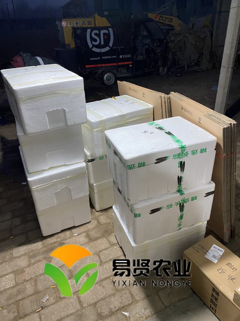 草莓西红柿苗铁皮柿子口感番茄苗绿肩酸甜水果番茄种