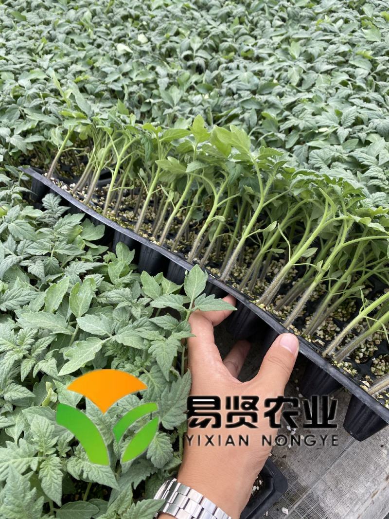草莓西红柿苗铁皮柿子口感番茄苗绿肩酸甜水果番茄种