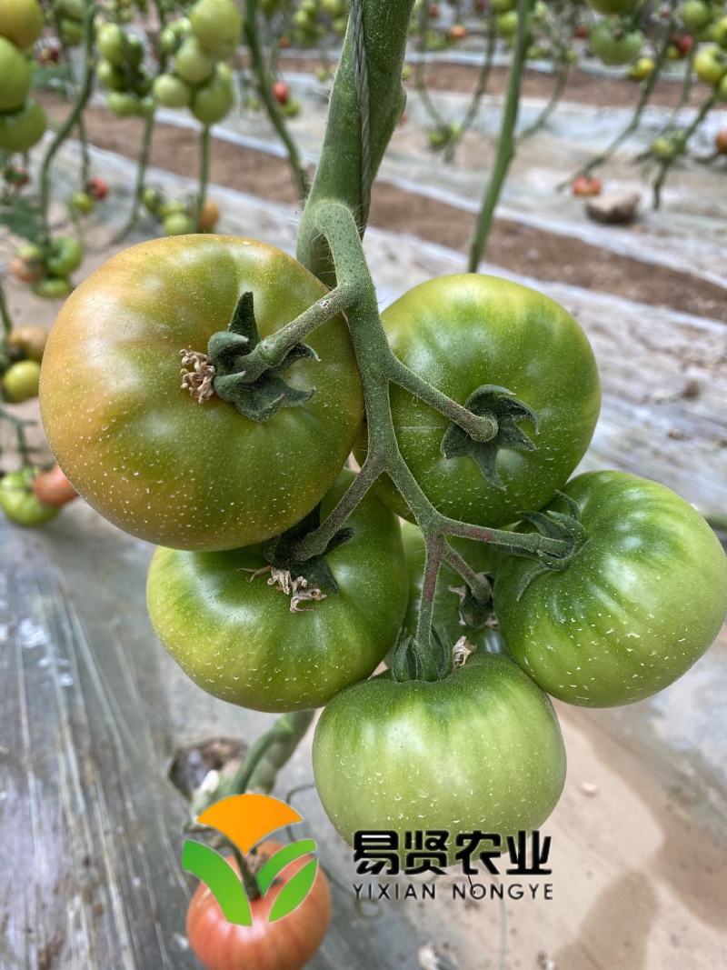 草莓西红柿苗铁皮柿子口感番茄苗绿肩酸甜水果番茄种