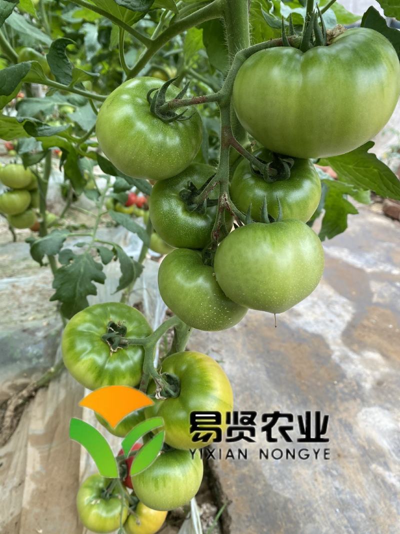 草莓西红柿苗铁皮柿子口感番茄苗绿肩酸甜水果番茄种