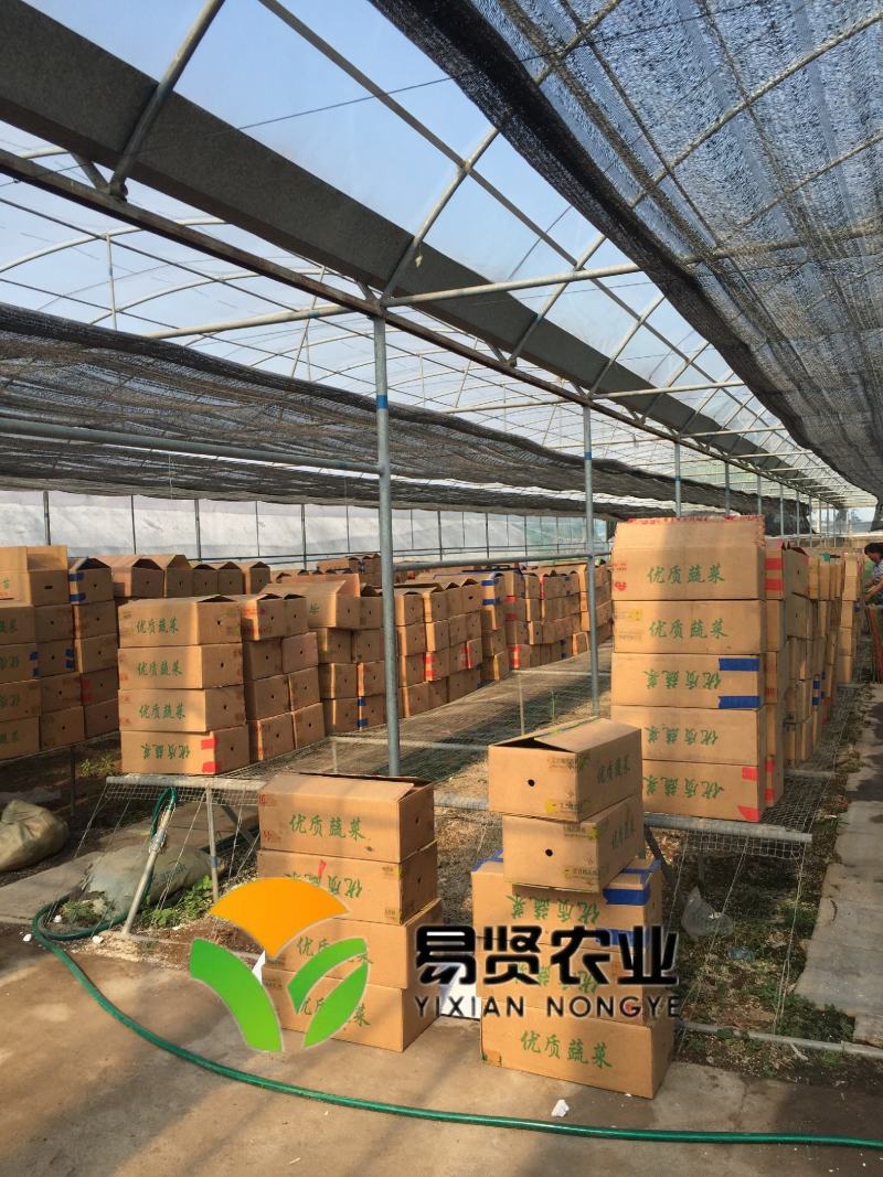 草莓西红柿苗铁皮柿子口感番茄苗绿肩酸甜水果番茄种